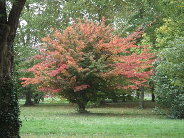 Parrotia persica automne